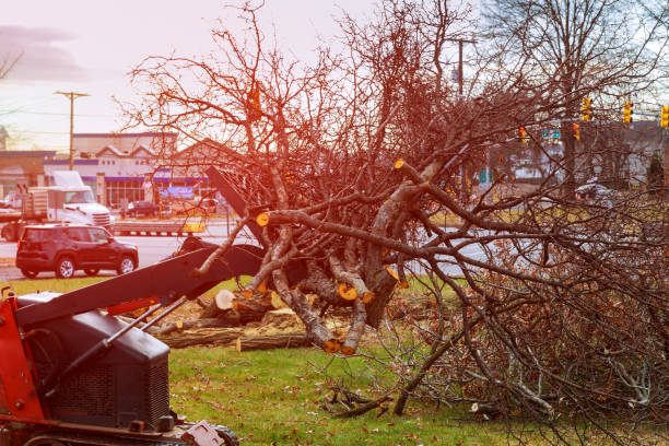 Best Emergency Tree Removal  in Liberty City, TX