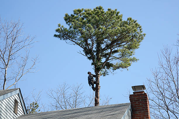 Best Tree Maintenance Programs  in Liberty City, TX